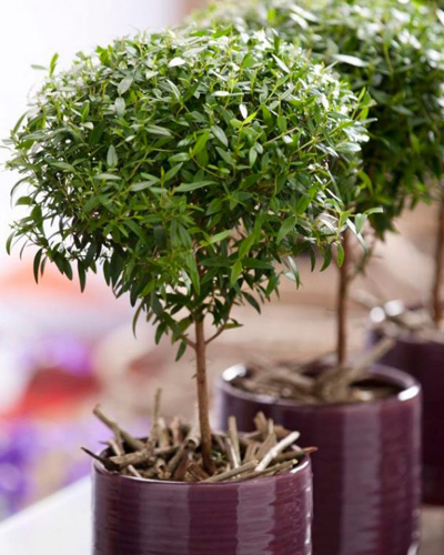 Мирт обыкновенный на стволе (Myrtus)