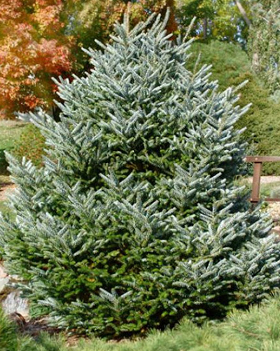 Пихта корейская Сильберлок (Abies koreana Silberlocke) Пихта корейская Сильберлок (Abies koreana Silberlocke)