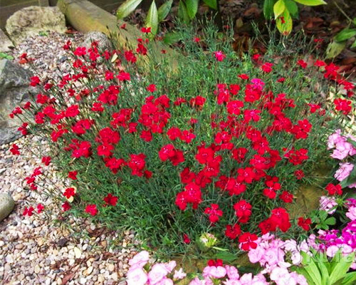 Гвоздика травянка Бриллиант (Dianthus deltoids)