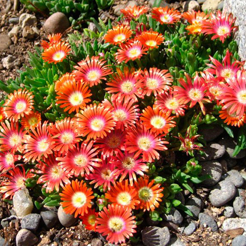 Делосперма Жемчужная