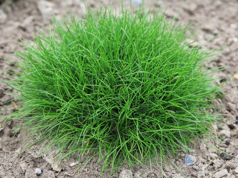 Овсяница готье Pik Carlit (Festuca gautieri Pik Carlit)