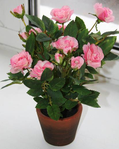 Роза Фаворит мини Микс