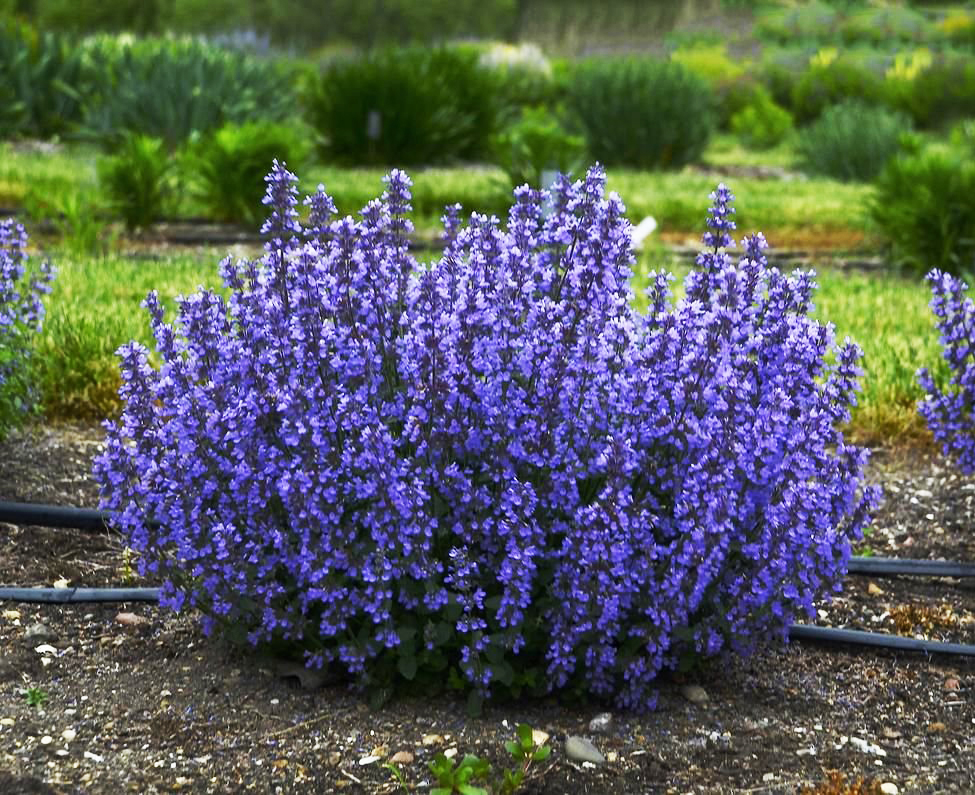 Котовник фассена Кэтс Паджамас 