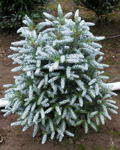 пихта корейская сильвер стар