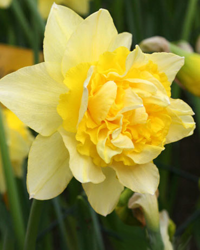 Нарцисс Double Dick Wilden 