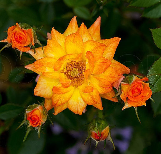 роза Колибри роза Колибри