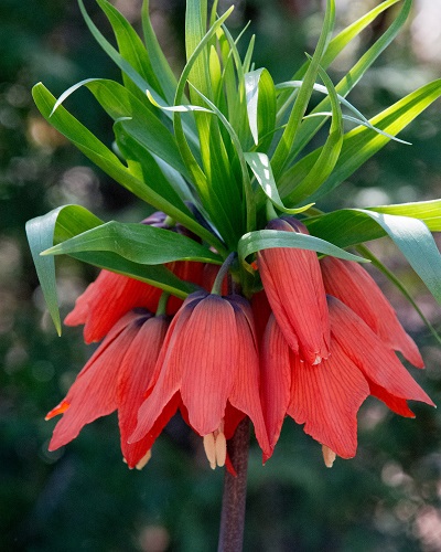 Фритиллярия (рябчик) Rubra Фритиллярия (рябчик) Rubra