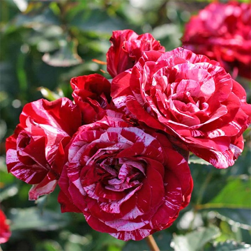 роза Арроу Фолиес