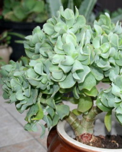 Толстянка кучерявая (Crassula arborescens curviflora)