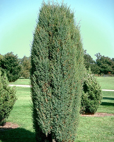 Можжевельник обыкновенный Суецика (Juniperus communis Suecica)