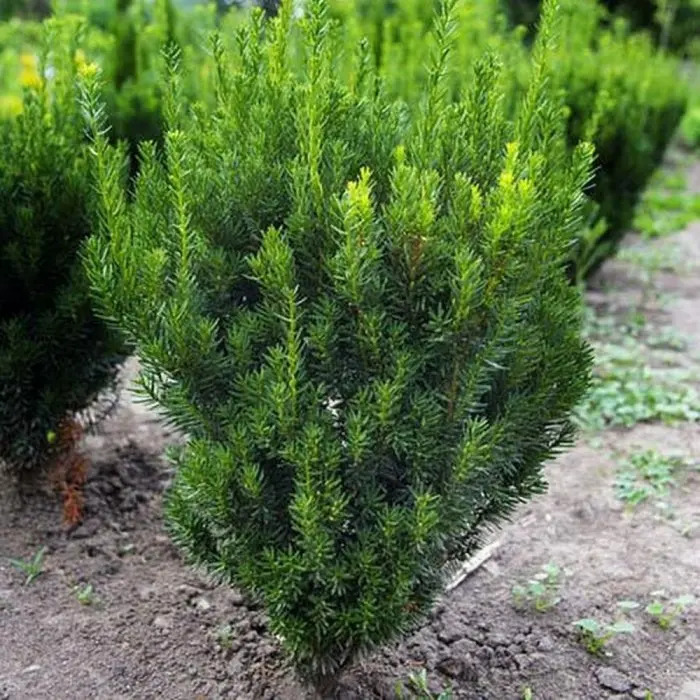 Тис средний Гроеленд (Taxus media Groeland)