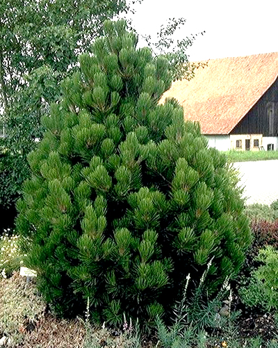 Сосна белокорая Компакт Джем (Pinus leucodermis Compact Gem)