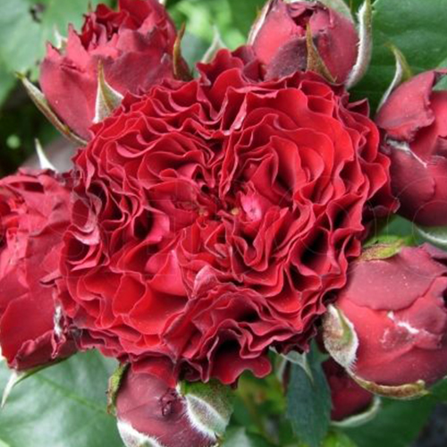 роза Баттерфляй Сенсейшн