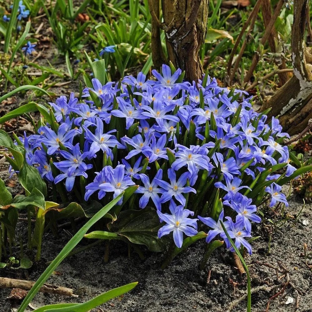 Хионодокса люцилии (Chionodoxa luciliae) Хионодокса люцилии (Chionodoxa luciliae)