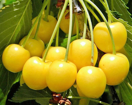 Черешня Дрогана