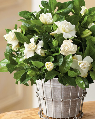 Гардения жасминовидная (Gardenia jasminoides)