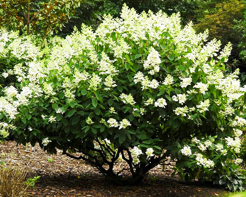 Гортензия метельчатая Киушу (Hydrangea paniculata Kyushu)
