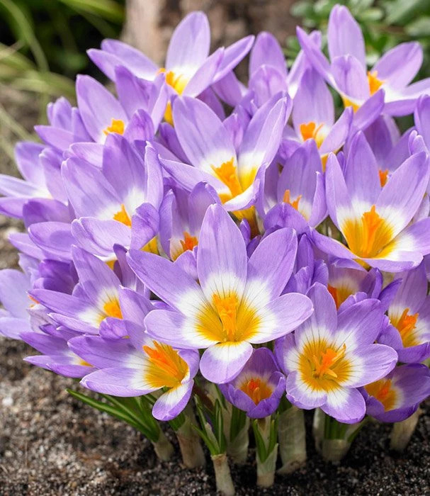 Крокус botanical Sieberi Tricolor
