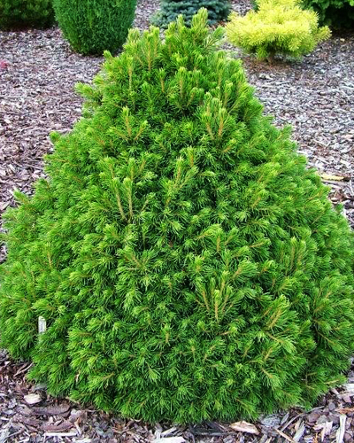 Ель обыкновенная Томпа (Picea abies Tompa)
