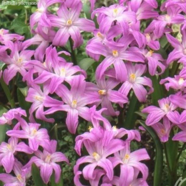 Хионодокса Forbesii Rosea Хионодокса Forbesii Rosea