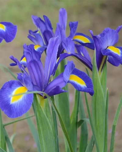 Ирис hollandica Blue