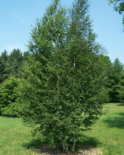 Береза пушистая (Betula pubescens)