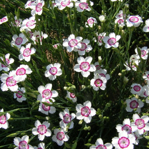 Гвоздика травянка Торонто