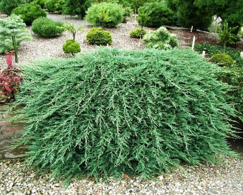 Можжевельник горизонтальный Гласиер (Juniperus horizontalis Glacier)