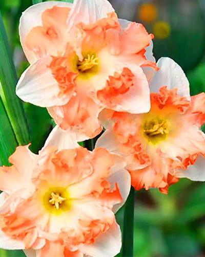 Нарцисс Split Cum Laude