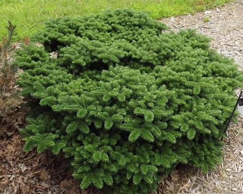 Пихта корейская Тундра (Abies koreana Tundra) Пихта корейская Тундра (Abies koreana Tundra)