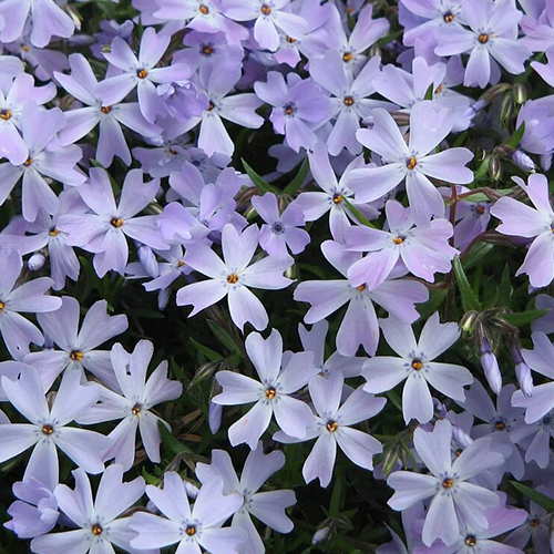 Флокс шиловидный Эмеральд Кушион Блю (Phlox subulata Emerald Cushion Blue) 