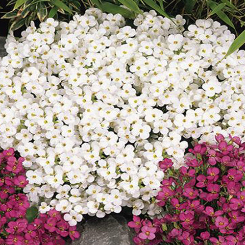 Арабис кавказский Литтл Треже Вайт (Arabis caucasica Little Treasure White)