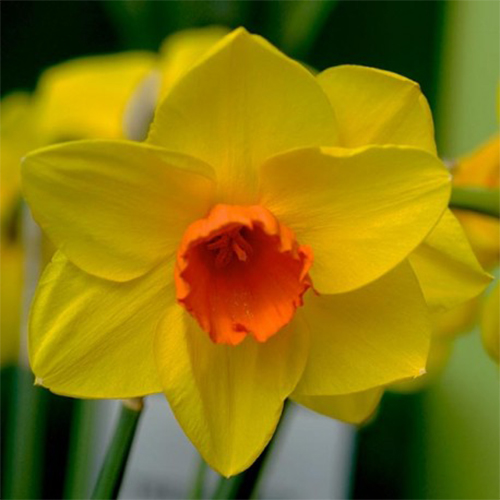 нарцисс ред девон