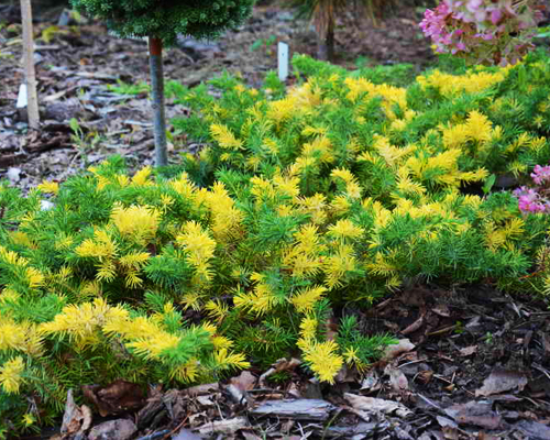 Можжевельник прибрежный Голден Вингс (Juniperus conferta Golden Wings)