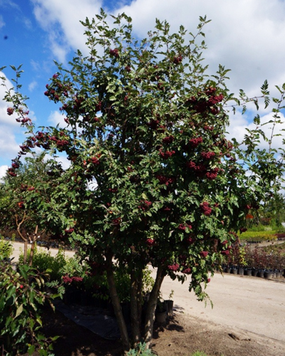 Рябина гранатная Мичуринская (Crataegosorbus Miczurinii) Рябина гранатная Мичуринская (Crataegosorbus Miczurinii)