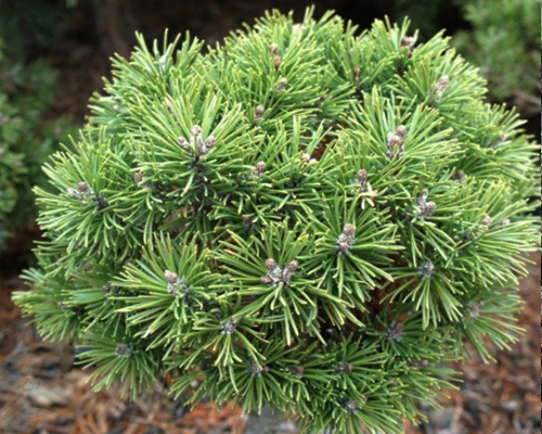 Сосна горная Миниглобус (Pinus mugo Miniglobus)