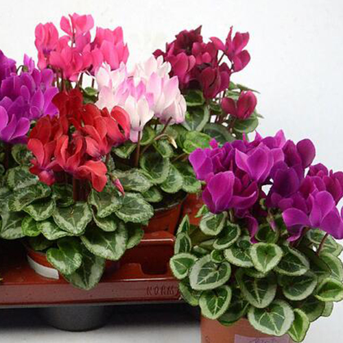 Цикламен Микс