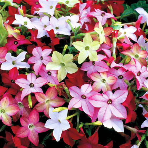 Табак душистый Сандер F1 Авалон Микс (Nicotiana alata Sander F1 Avalon Mix)