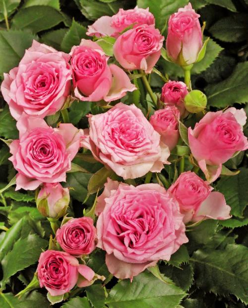 роза Грация