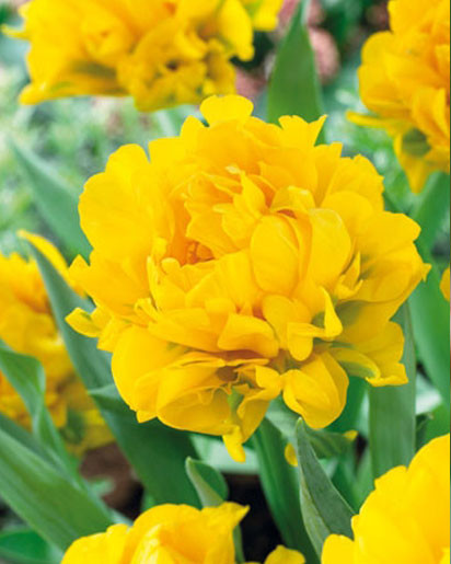 Тюльпан Double Monte Peony