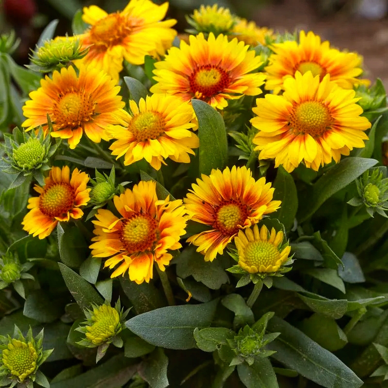 Gaillardia aristata Mesa Apricot