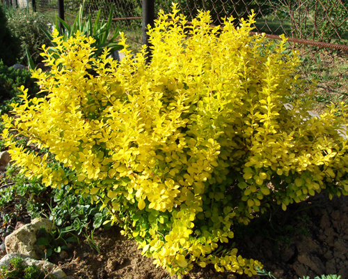 Барбарис тунберга Ауреа (Berberis thunbergii Aurea)