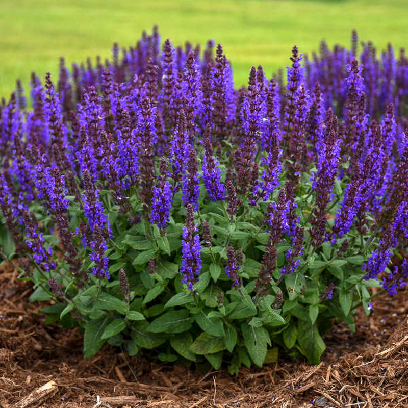 Salvia nemorosa Blue Bouquetta