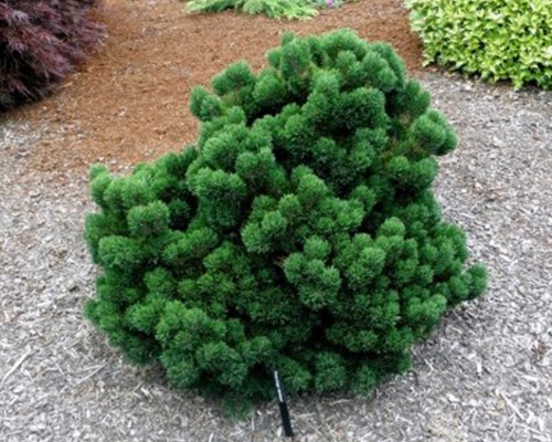 Сосна горная Якобсен (Pinus mugo Jakobsen)