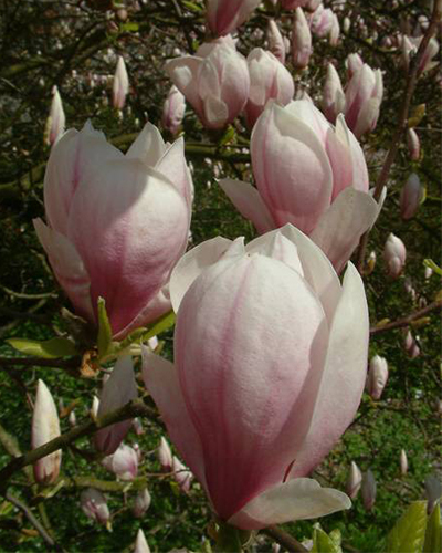 Магнолия суланжа Пикчер (Magnolia soulangeana Picture)