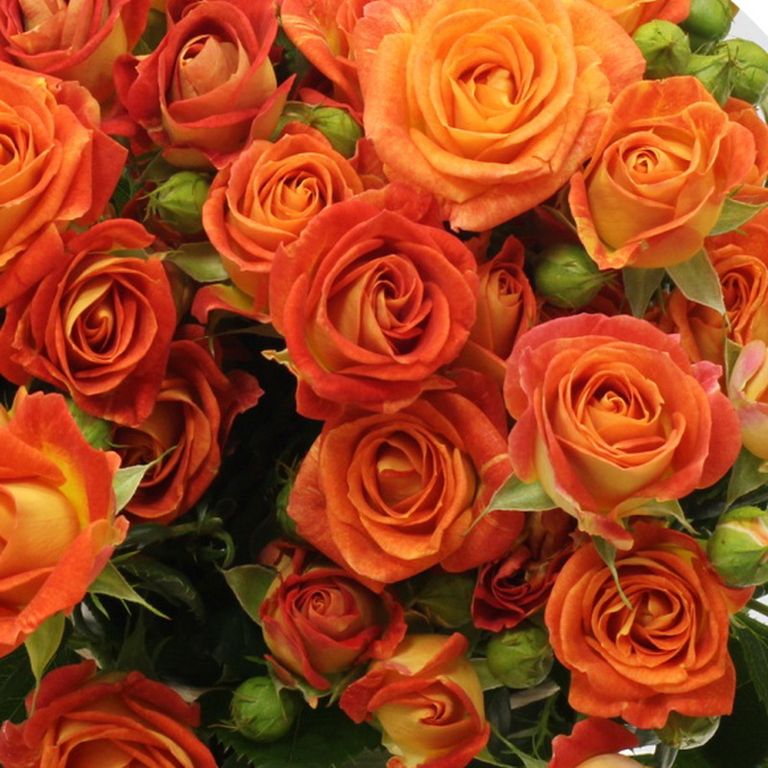 роза Кинг Бабблз роза Кинг Бабблз