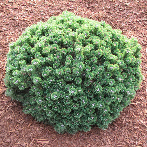 Сосна горная Шервуд Компакт (Pinus mugo Sherwood Compact)