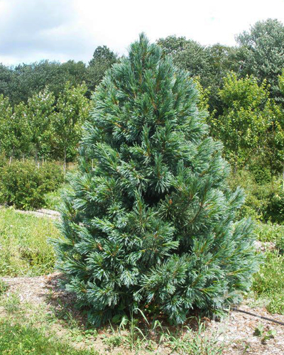 Сосна гибкая Вандервульф Пирамид (Pinus flexilis Vanderwolfs Pyramid)