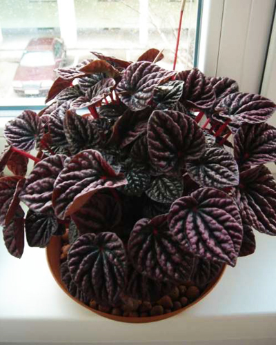 Пеперомия каперата Бургундер (Peperomia caperata Burgunder)