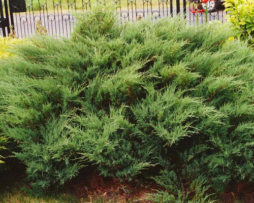 Можжевельник казацкий Мас (Juniperus sabina Mas)
